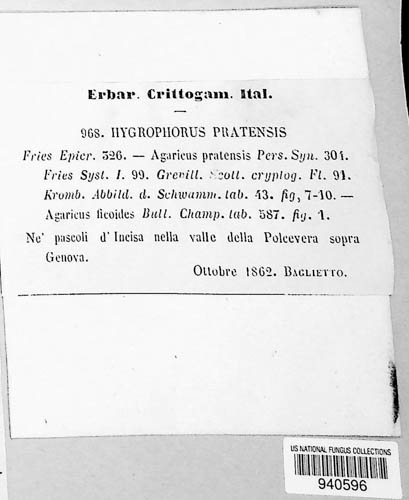 Cuphophyllus pratensis image